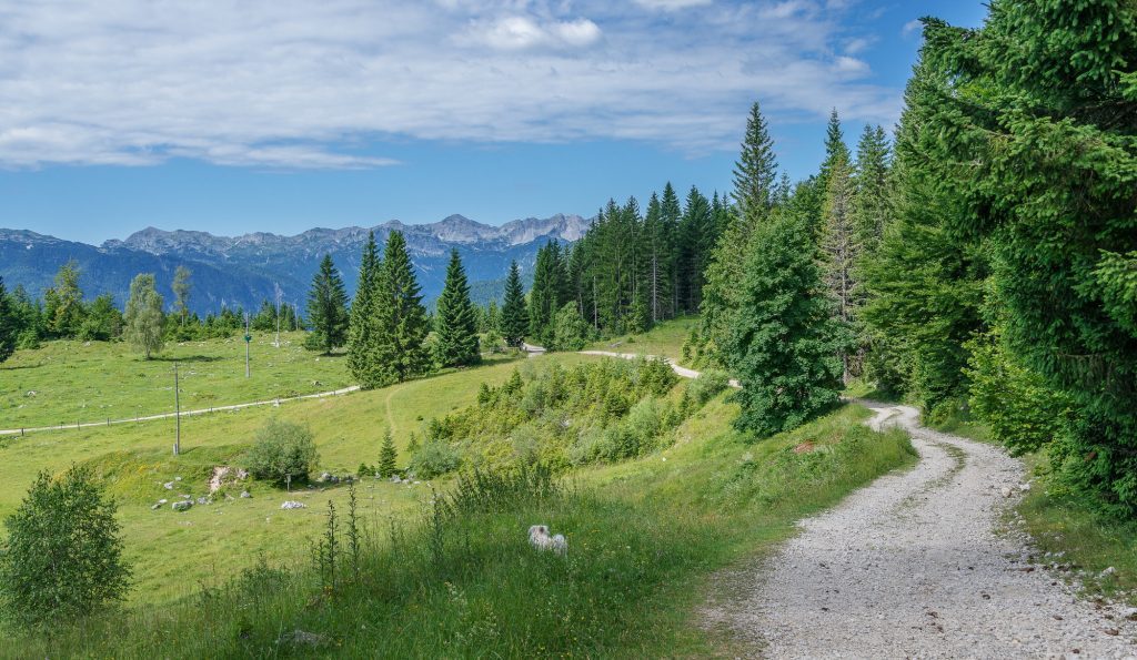 Forest trail through Pokljuka Plateau in Triglav National Park – quiet and peaceful things to do in Bled