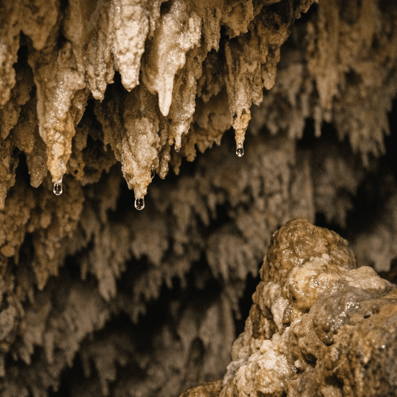 Postojna Cave: Fascinating Proteus Anguinus Facts and the 2026 Baby Dragons Postojna Cave: Fascinating Proteus Anguinus Facts and the 2026 Baby Dragons — photo 2, tanya.guide
