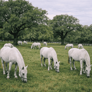 Lipizzaner Horses: Why Slovenia's Famous Stallions Are Worth the Day Trip