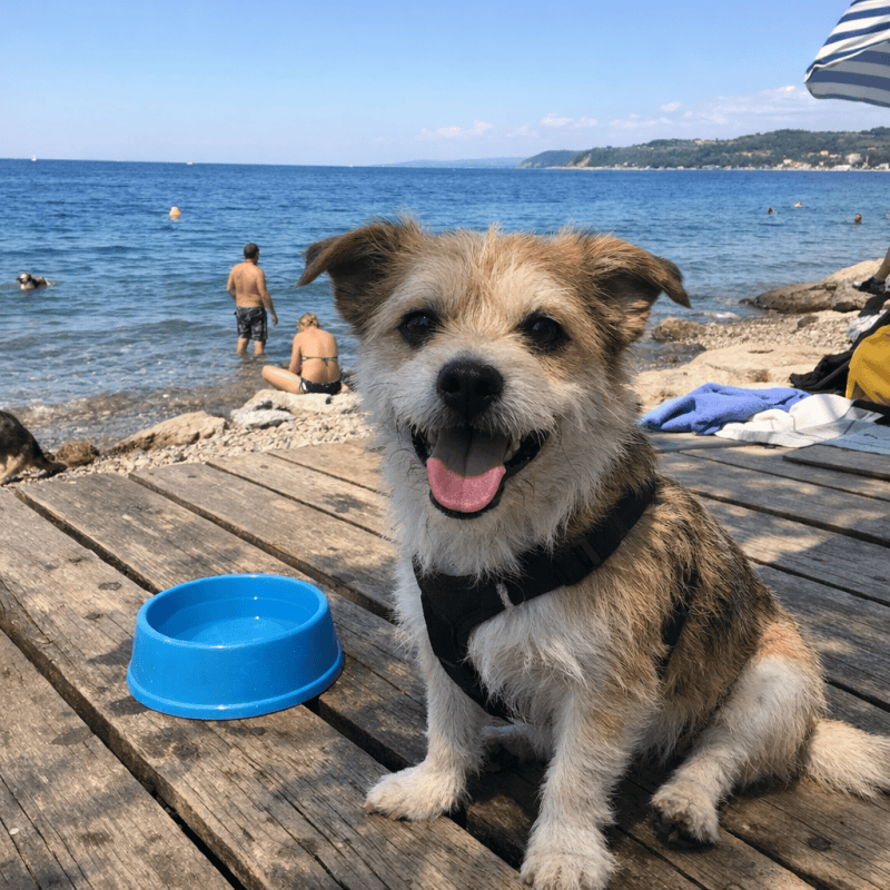 Traveling Slovenia with a Dog: Rules, Beaches & Transport (2026 Guide) Traveling Slovenia with a Dog: Rules, Beaches & Transport (2026 Guide) — photo 1, tanya.guide