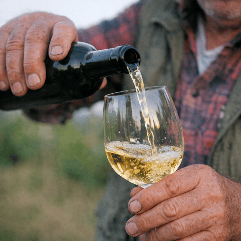 Best Wine Regions in Slovenia for a Day Trip: A Local Guide to 2026 Tastings Best Wine Regions in Slovenia for a Day Trip: A Local Guide to 2026 Tastings — photo 2, tanya.guide